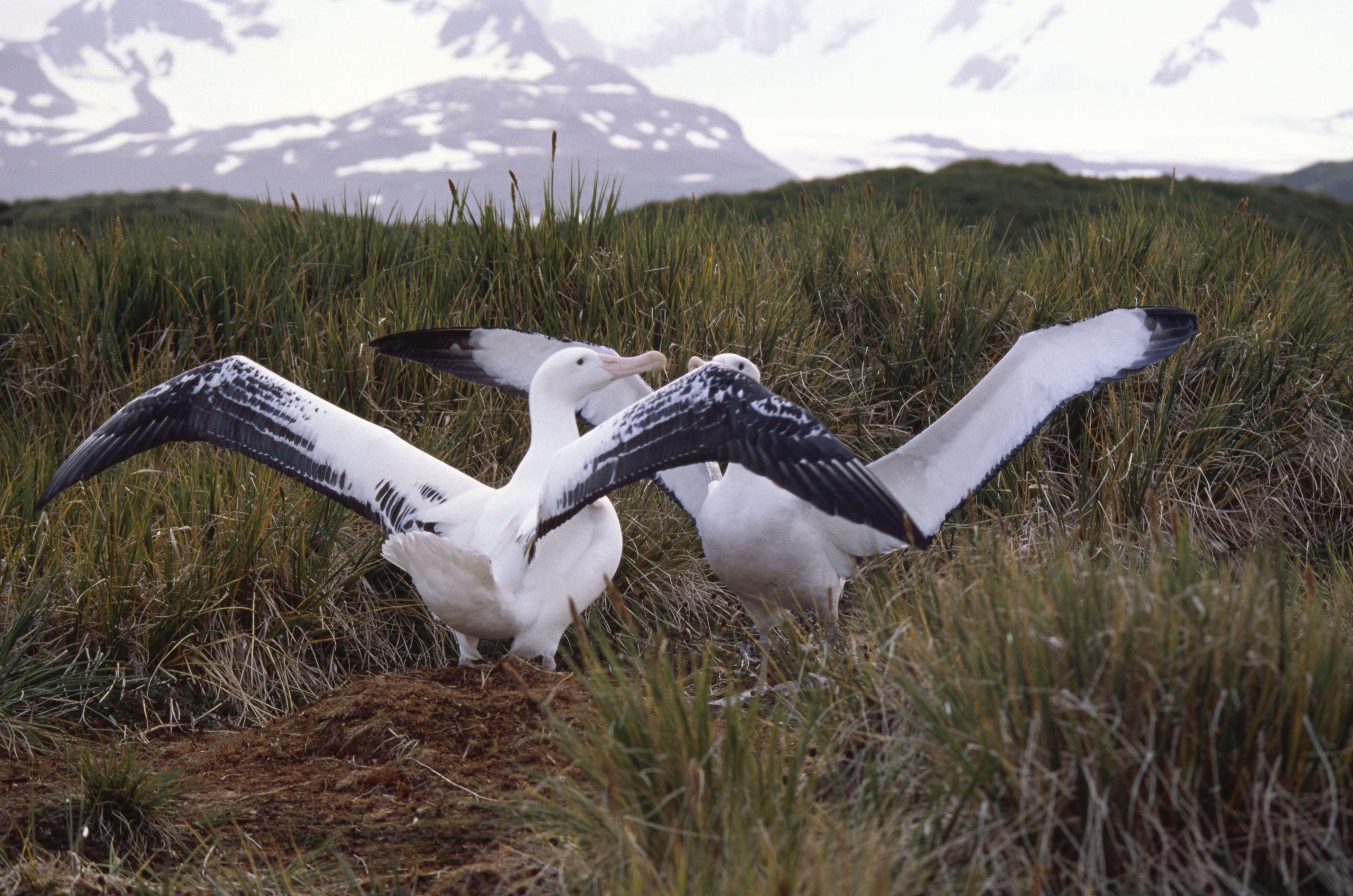 La comunidad científica resalta que la colaboración internacional y la tecnología satelital son esenciales para detectar y entender desplazamientos de especies vulnerables (© John Shaw/Evolve/Photoshot/ZUMAPRESS.com)