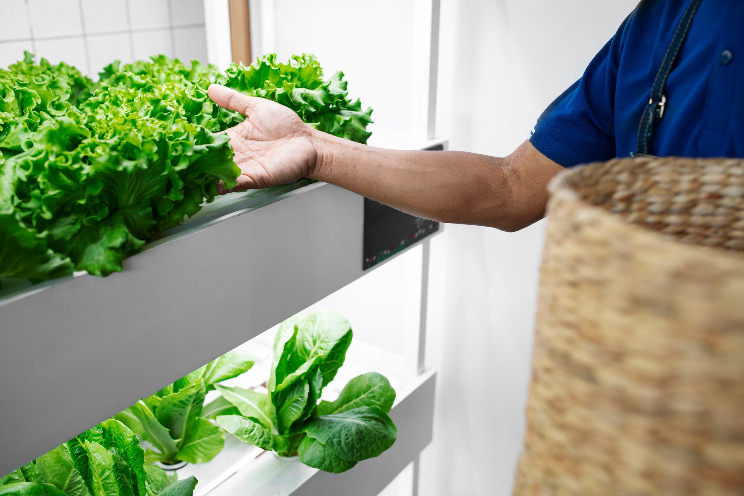 El método hidropónico reduce la aparición de plagas y disminuye la necesidad de riego frecuente en espacios interiores