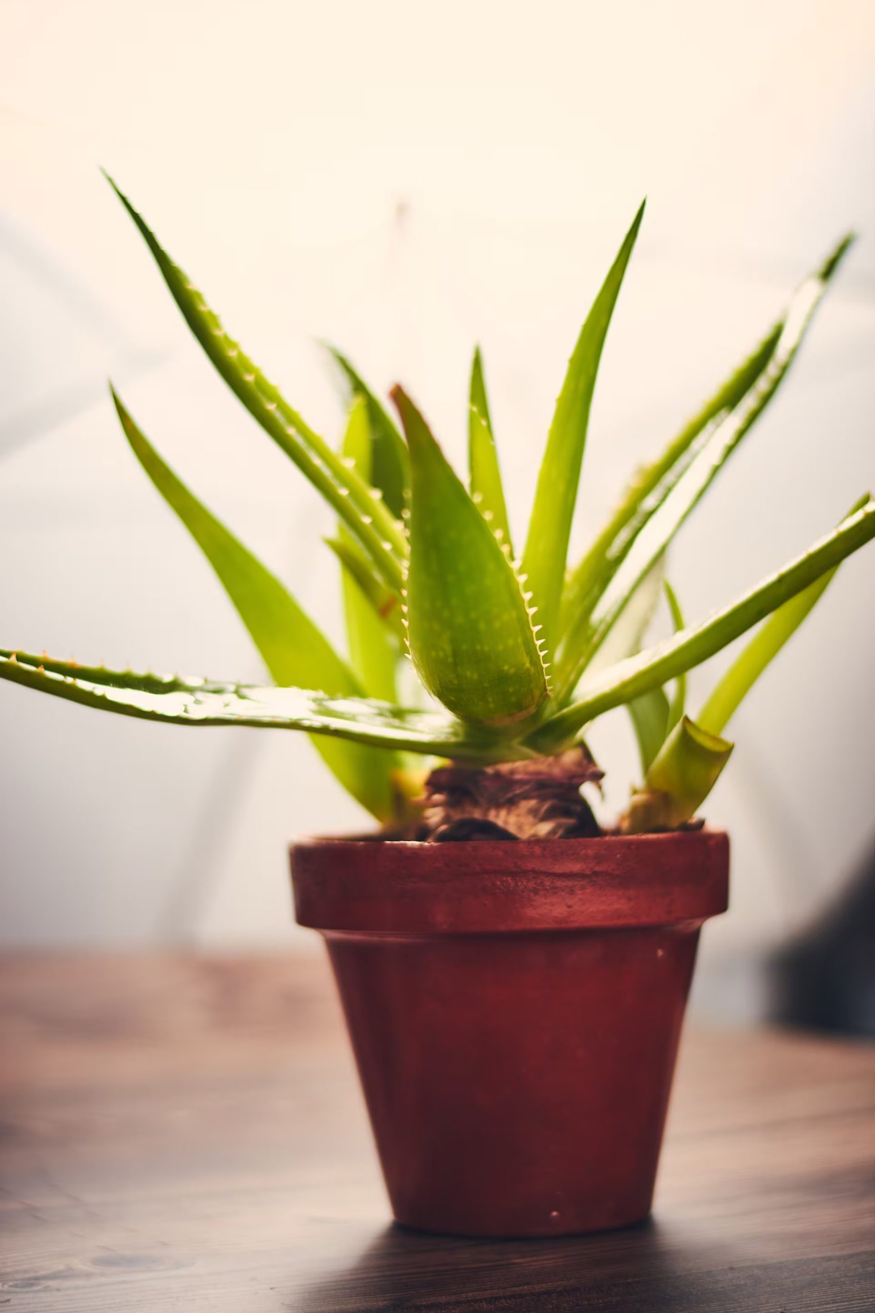 El aloe vera puede crecer varios meses en agua con raíces sumergidas y piedras en la base, aunque a largo plazo prefiere el sustrato tradicional
(Freepik)