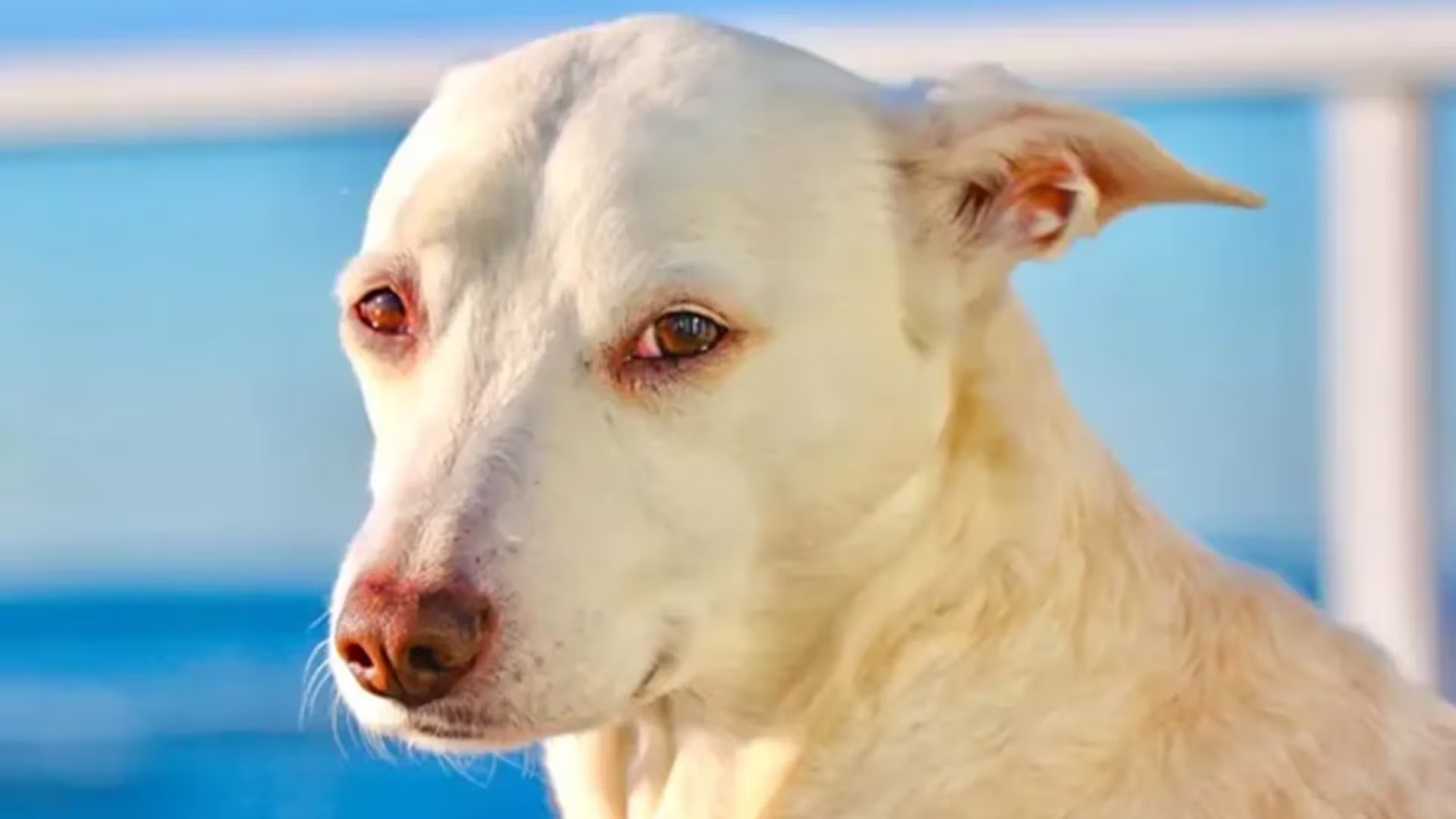 Sugar, la perra surfista de Oakland, conquistó 19 títulos y cinco campeonatos mundiales de surf canino en su carrera deportiva