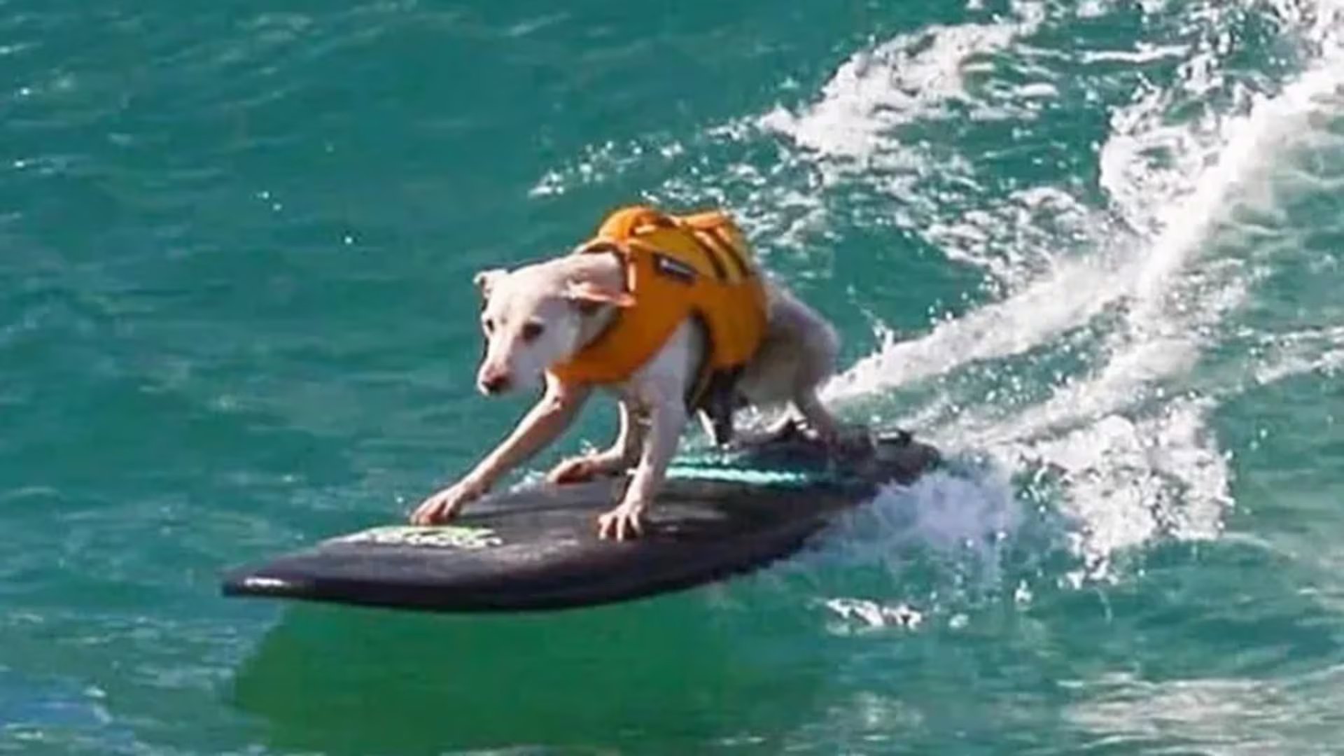 El diagnóstico de cáncer a inicios de marzo de 2026 marcó el inicio de la última etapa de vida de Sugar, quien surfeó su última ola el 7 de marzo (Captura de video)