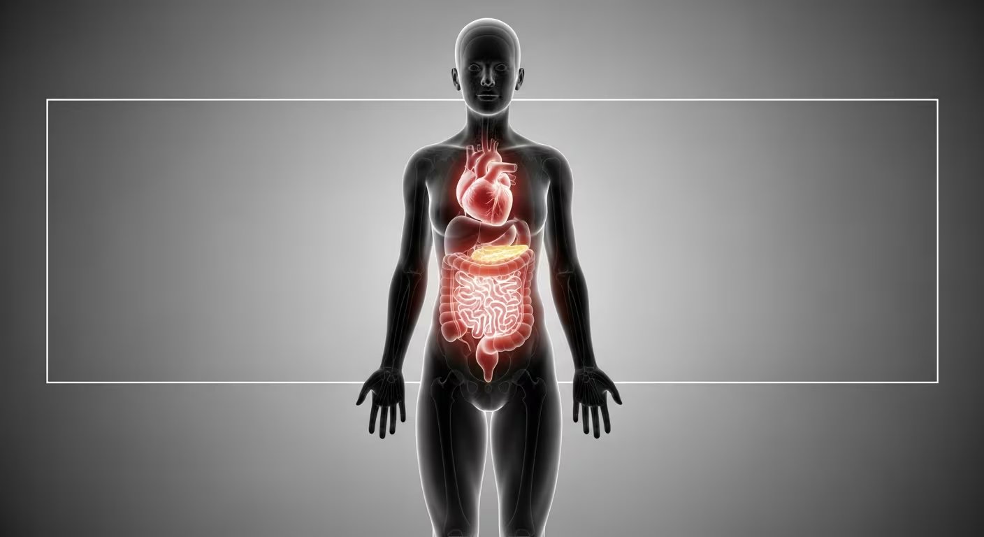 Ilustración médica que muestra un modelo anatómico del cuerpo humano, destacando los órganos internos principales, como el corazón, el páncreas y el sistema digestivo, en un estilo transparente para facilitar el aprendizaje y la comprensión de la anatomía. (Imagen Ilustrativa Infobae)