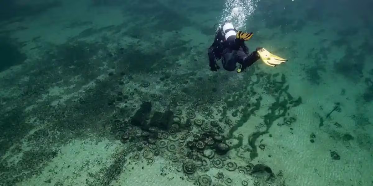 Las condiciones del fondo lacustre suizo han permitido preservar materiales frágiles que rara vez se encuentran en yacimientos terrestres (Octopus Foundation)