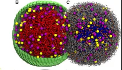 El modelo digital permitió mapear cada reacción química y cada movimiento físico de los componentes celulares (Cell DOI: 10.1016/j.cell.2026.02.009 )