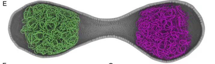 Los científicos combinaron modelos matemáticos y simulaciones espaciales cinéticas para lograr el nivel de detalle (Cell DOI: 10.1016/j.cell.2026.02.009 )