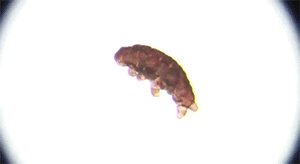 El lavado del regolito simulado permitió la supervivencia de organismos, abriendo puertas al desarrollo agrícola y biotecnológico en Marte
 (Taylor Turner / El Washington Post)