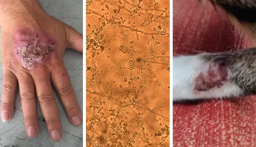 La esporotricosis afecta tanto a animales como a humanos, con mayor riesgo en niños pequeños y adultos mayores