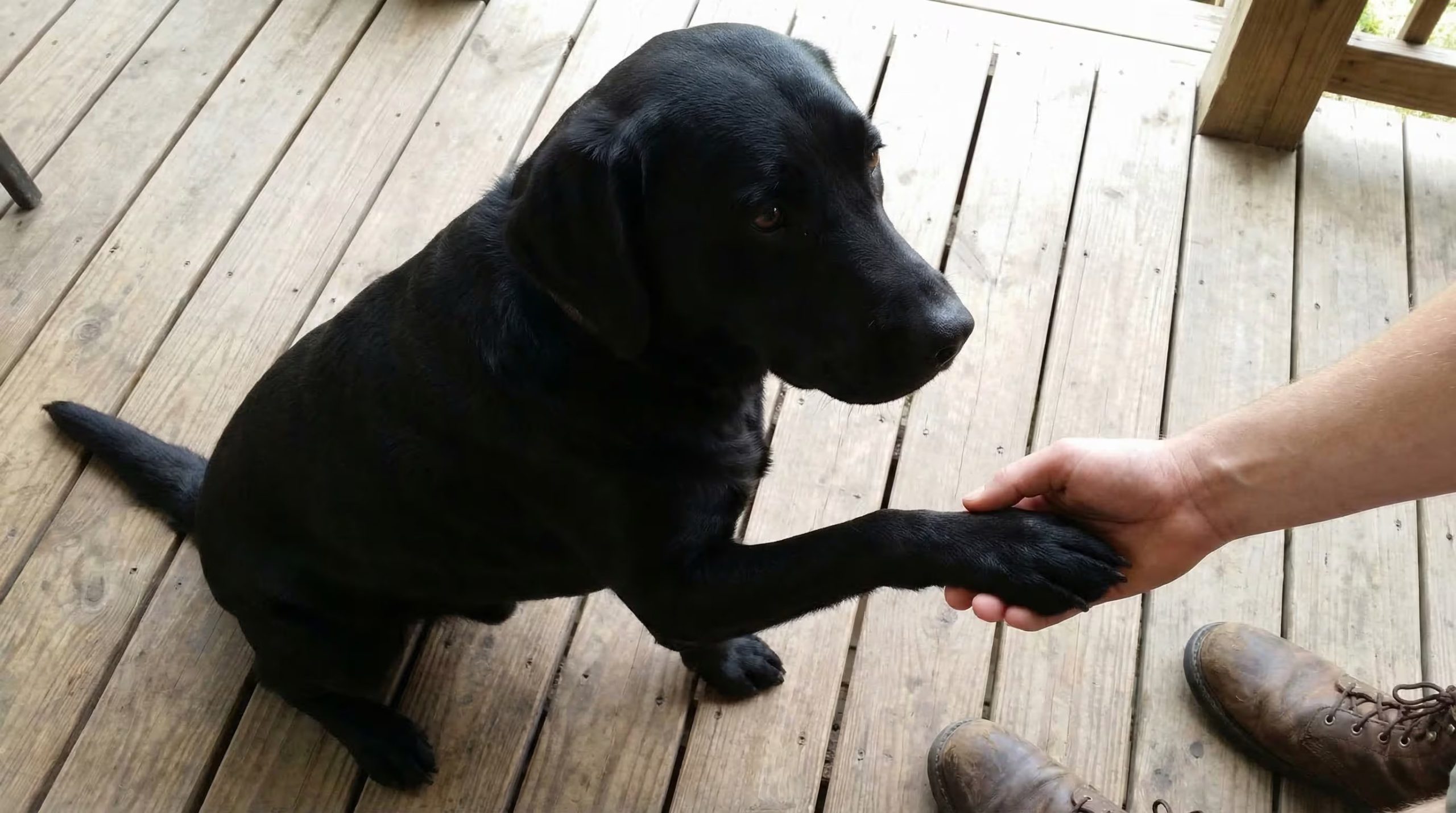 El gesto de poner la pata sobre una persona permite a los perros expresar necesidades y emociones a través de un lenguaje natural propio de su especie (Imagen Ilustrativa Infobae)