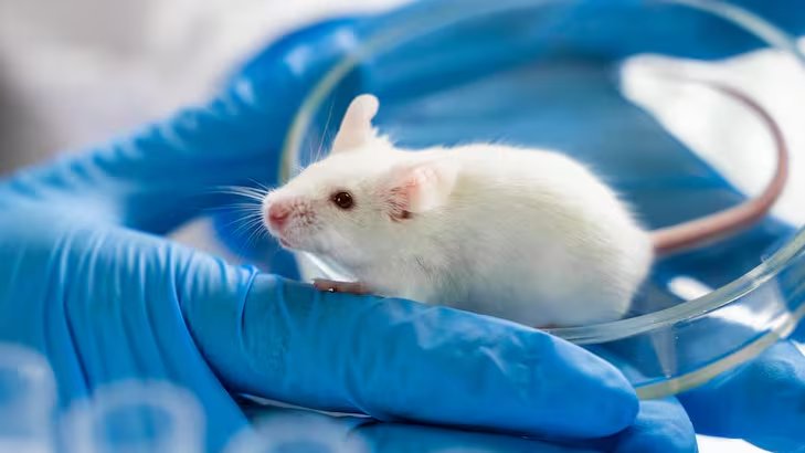 En ratones, el estrés hizo que la piel se llenara de células defensoras y los brotes de eccema fueran mucho peores. (Freepik)