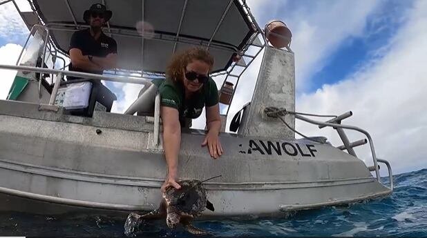 Liberación de Bulwal Bilima con sensor satelital para el monitoreo de su migración