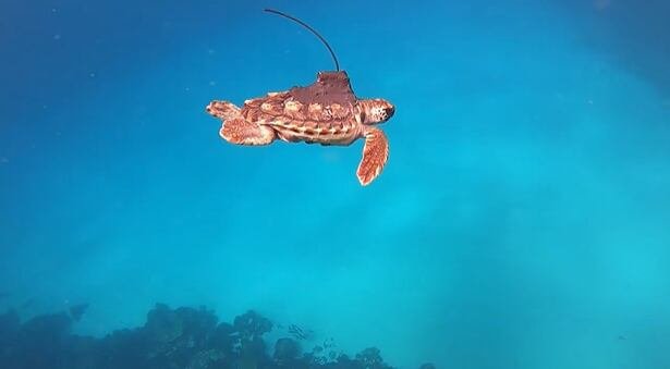 Las técnicas de marcaje satelital en tiempo real permiten a científicos rastrear 21 tortugas marinas en Nueva Gales del Sur, incluidas bobas, verdes y carey