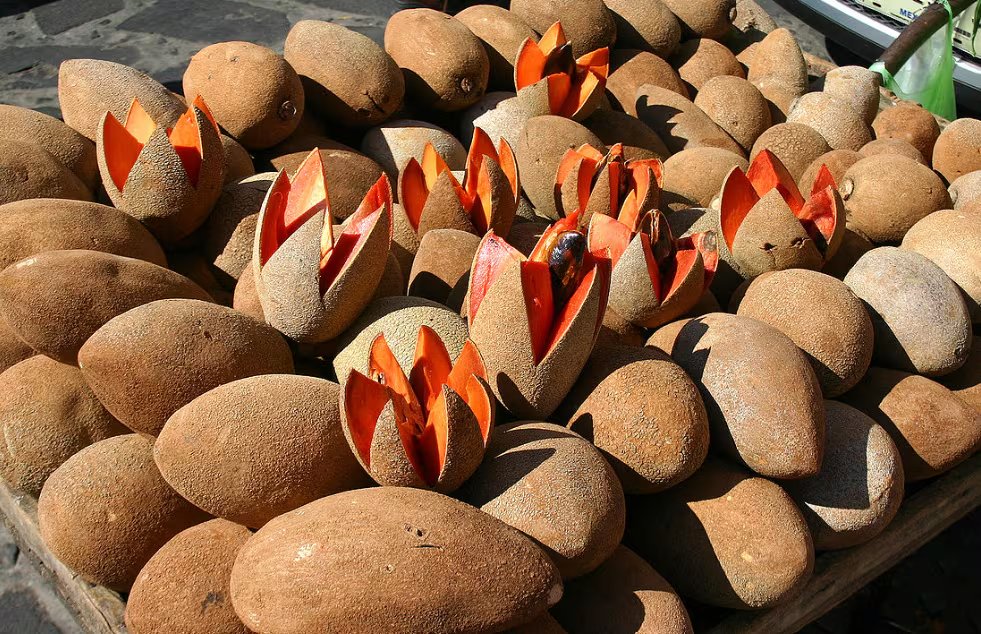 El mamey, fruta tropical de América, es valorado por su sabor dulce y textura cremosa en la dieta saludable. (Wikipedia/ Meutia Chaerani / Indradi Soemardjan)