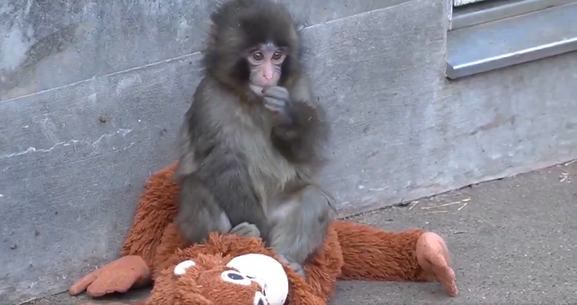 La presencia de objetos sustitutos como el peluche brinda consuelo emocional a Punch, pero no reemplaza la socialización natural. (Captura de video)