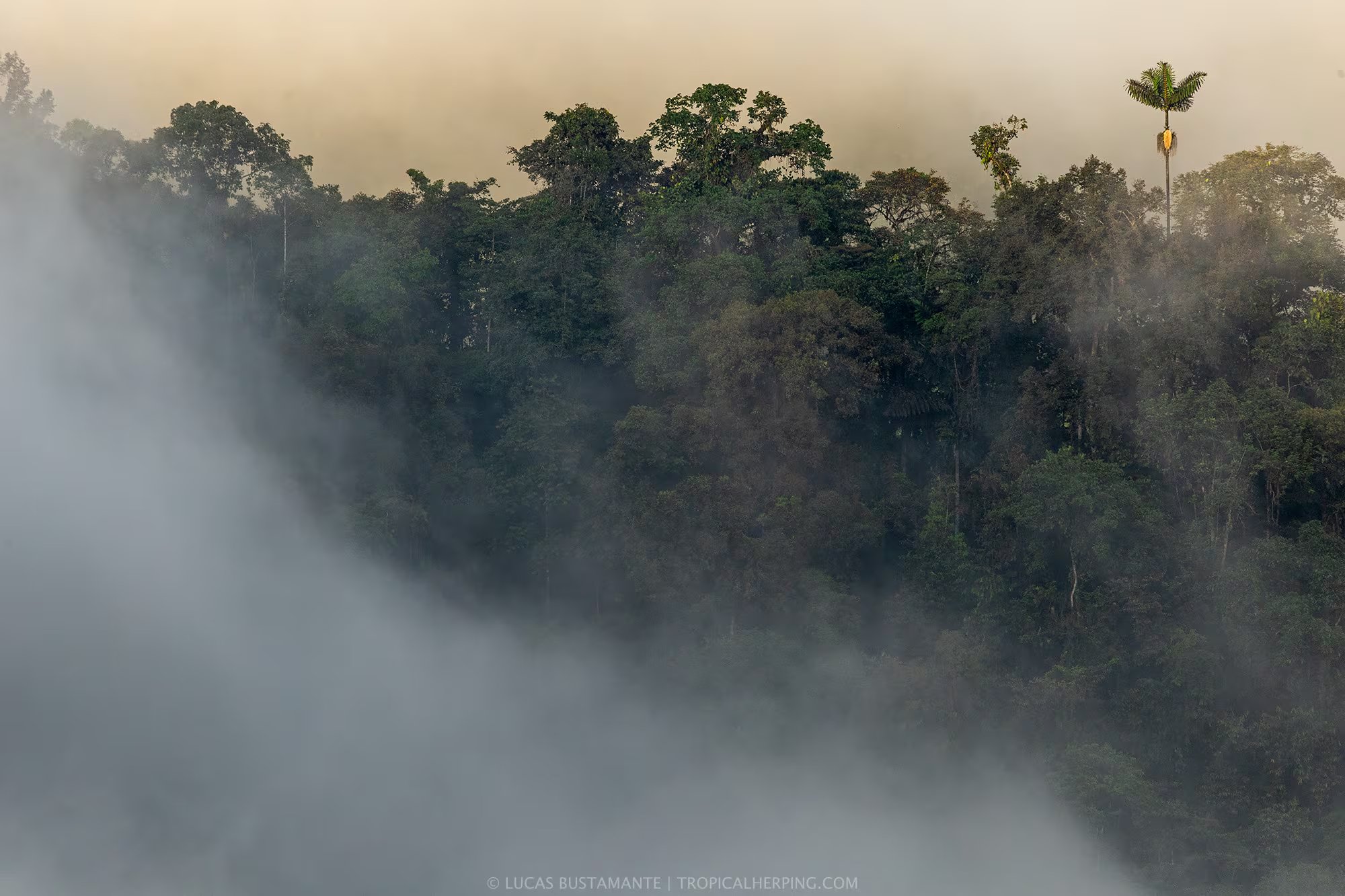 Bosques nubosos en Chocó, Ecuador