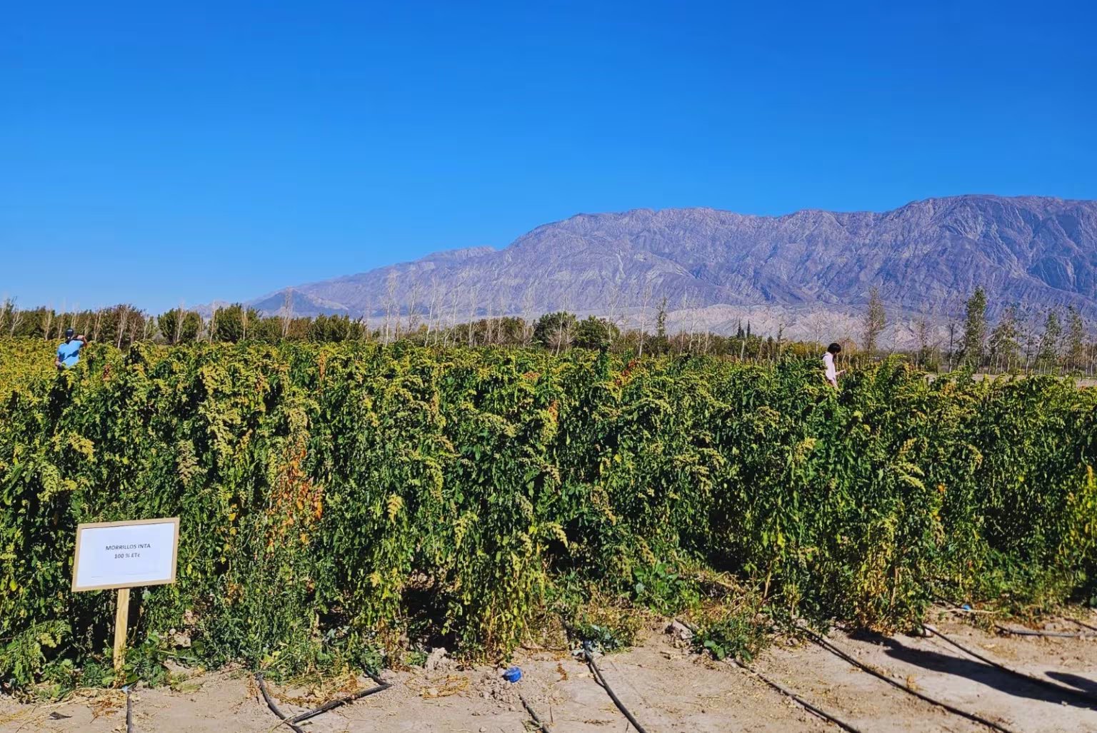 Quinua: su capacidad para tolerar sequía, salinidad y amplitudes térmicas, sumada a su valor nutricional, la posiciona como un modelo para estudiar respuestas biológicas en escenarios de alto estrés (INTA)