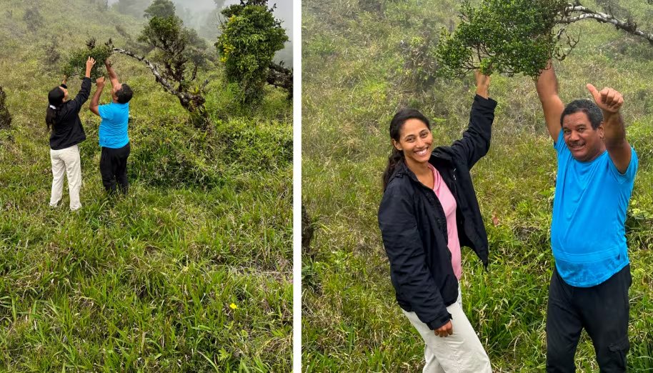 Actualmente solo sobreviven cinco ejemplares en su hábitat natural. Tomada del STRI