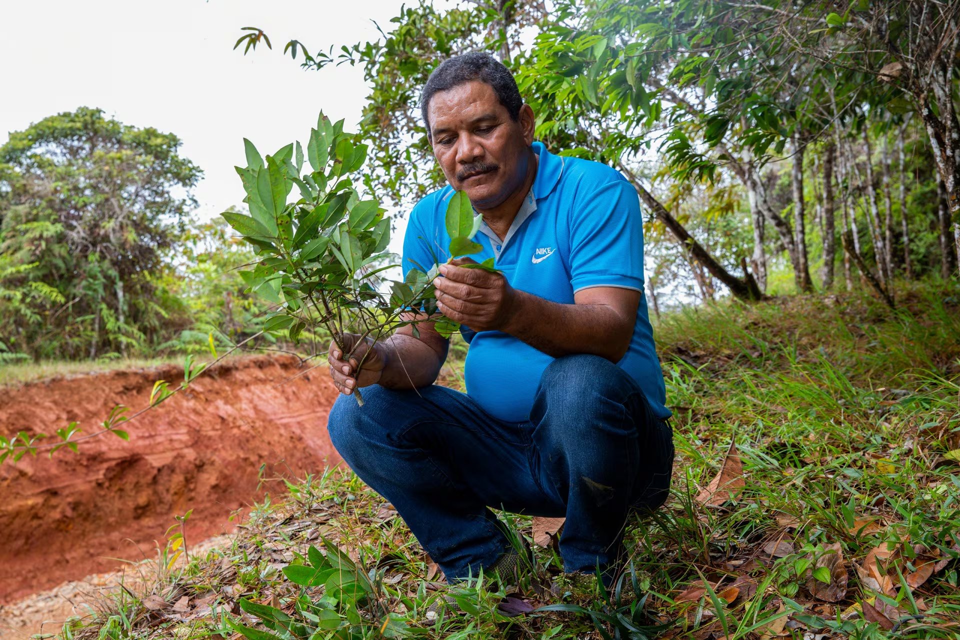 El botánico y taxónomo del STRI, Jorge Aranda, es reconocido como el principal experto en Panamá en el género Clusia. Tomada del STRI