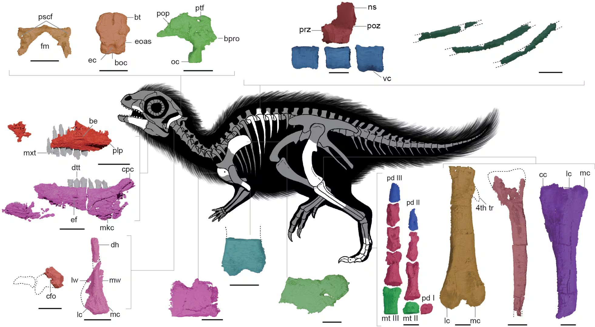 Anatomía esquelética de Doolysaurus huhmini (J. Jung, K. Kim, H. Jo & J. A. Clarke)