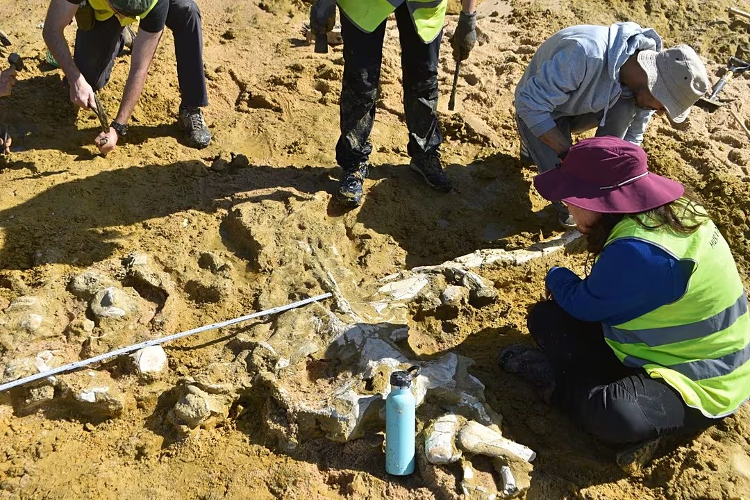 El trabajo conjunto de científicos internacionales permite reconstruir cómo era el ecosistema en el que vivieron ballenas, delfines y otros animales hace millones de años. (Derechos de autor Município de Grândola)