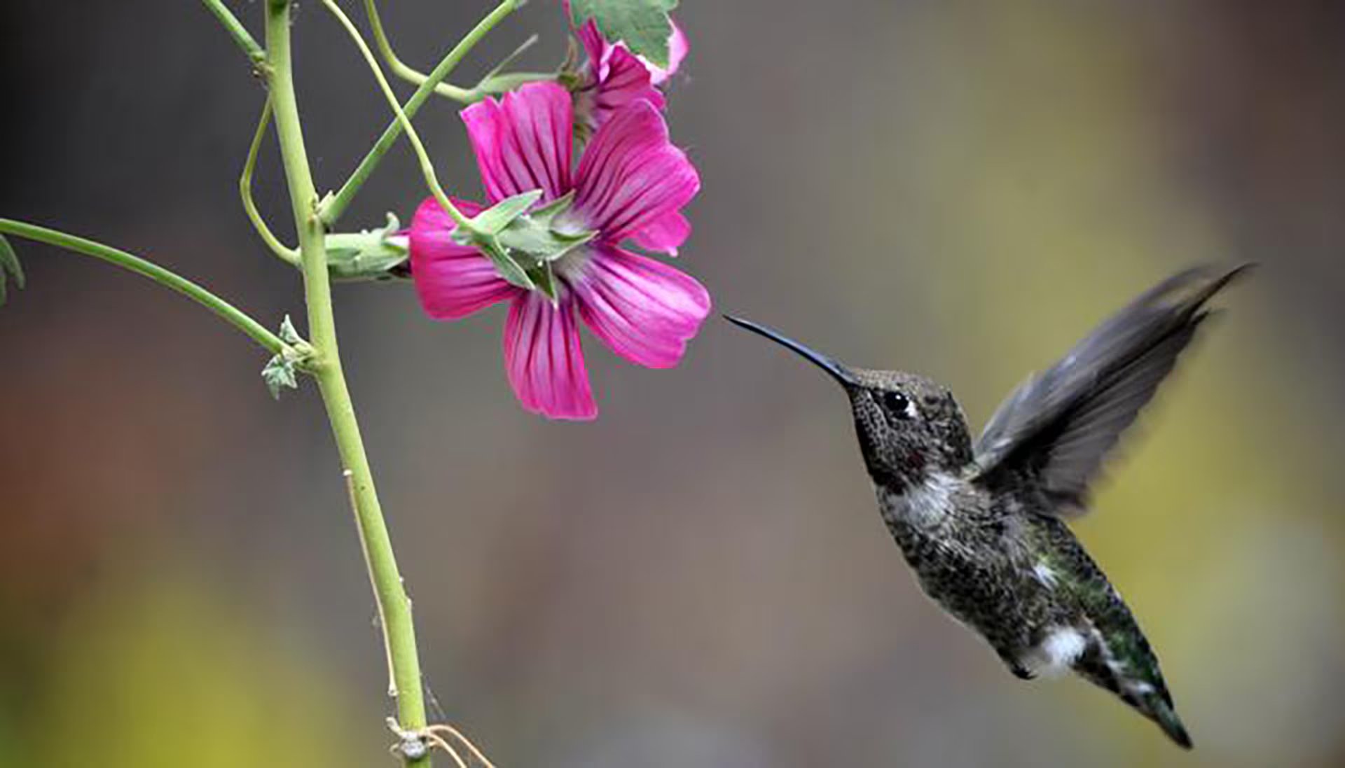 El etanol hallado en el néctar se origina por la fermentación de azúcares realizada por levaduras presentes en las flores. (Ammon Corl/UC Berkeley)