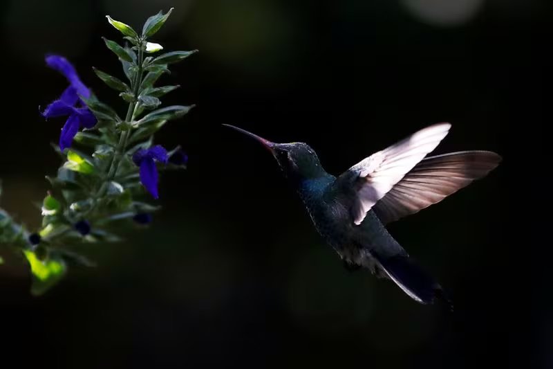 Investigaciones muestran que aves como el colibrí y otros animales nectívoros ingieren alcohol en cantidades similares a mamíferos con alta tolerancia al etanol. Archivo REUTERS/Carlos Jasso
