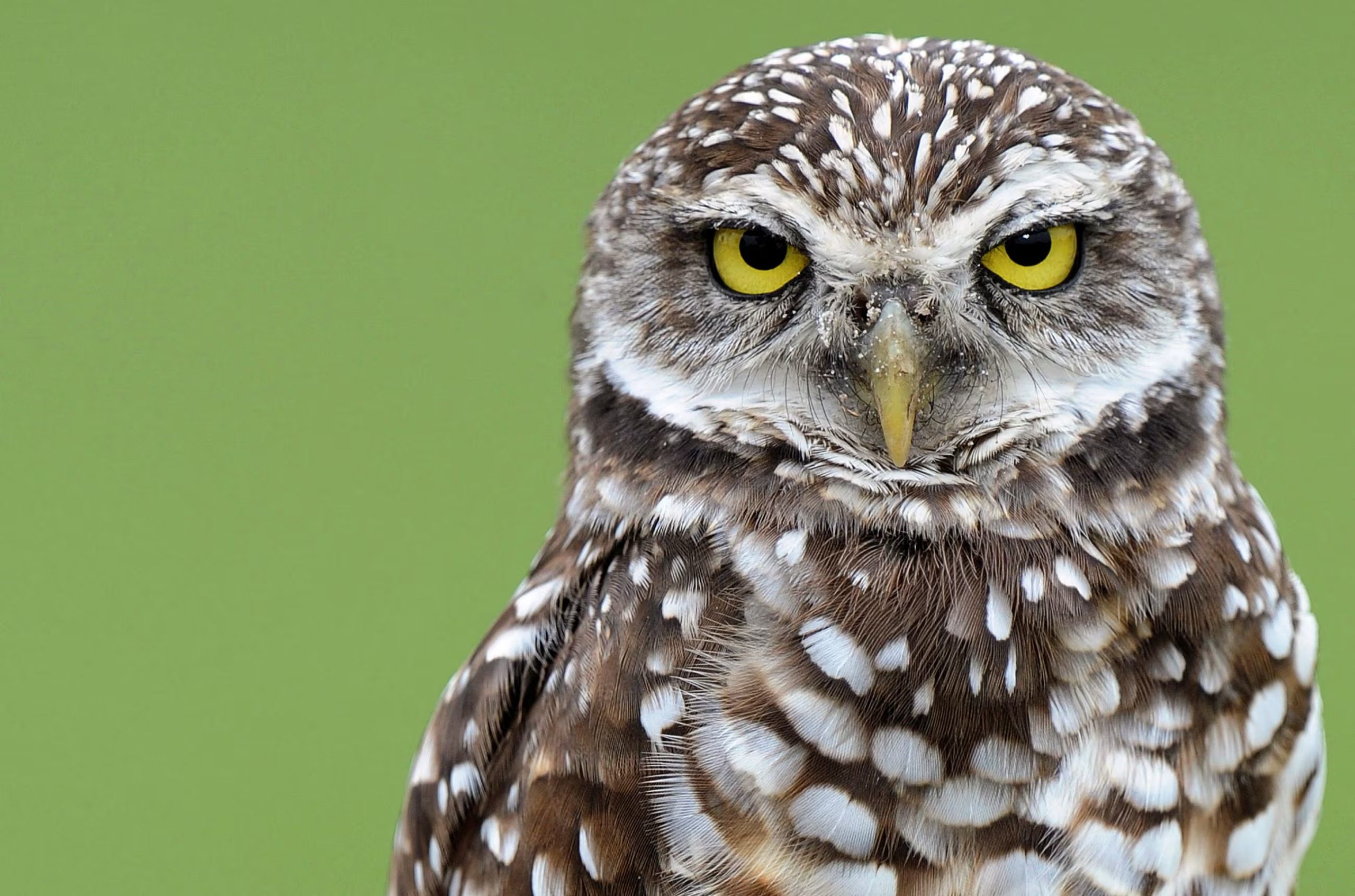 Los bosques albergan el 80% de la biodiversidad terrestre incluyendo el 75% de las especies de aves (REUTERS/Rhona Wise)