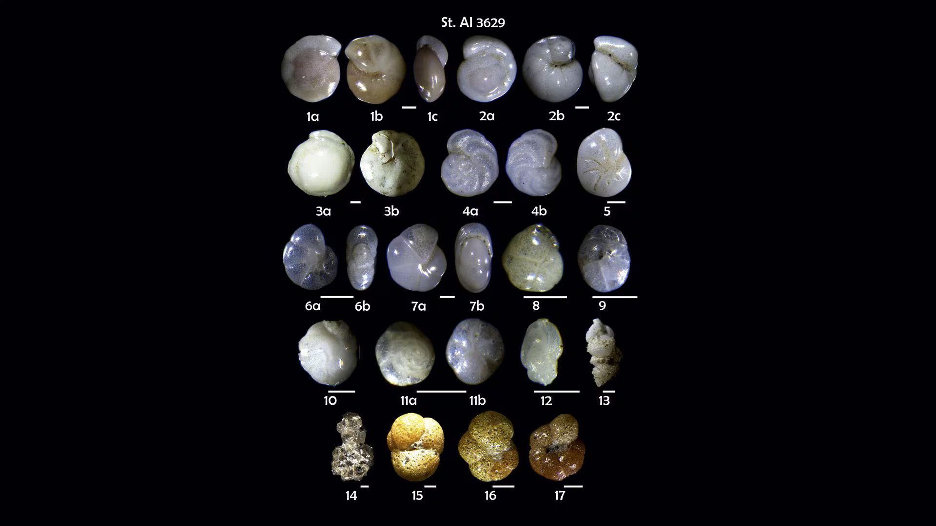 Estos fósiles de foraminíferos permitieron reconstruir cómo el nivel del mar alteró la duración de los días en la Tierra (ETH ZURICH)
