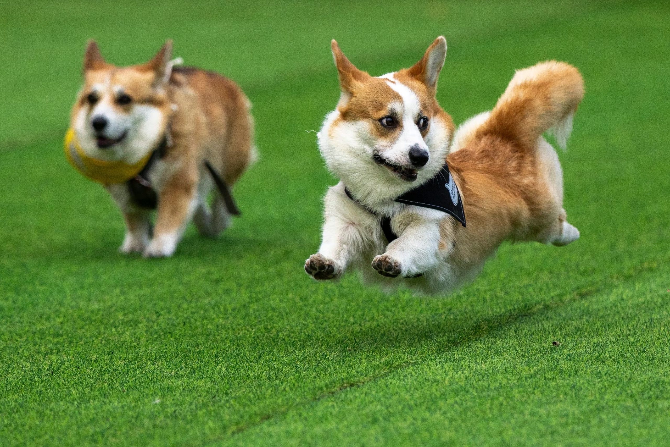 Varios corgis corriendo. (AP Foto/Mindaugas Kulbis)