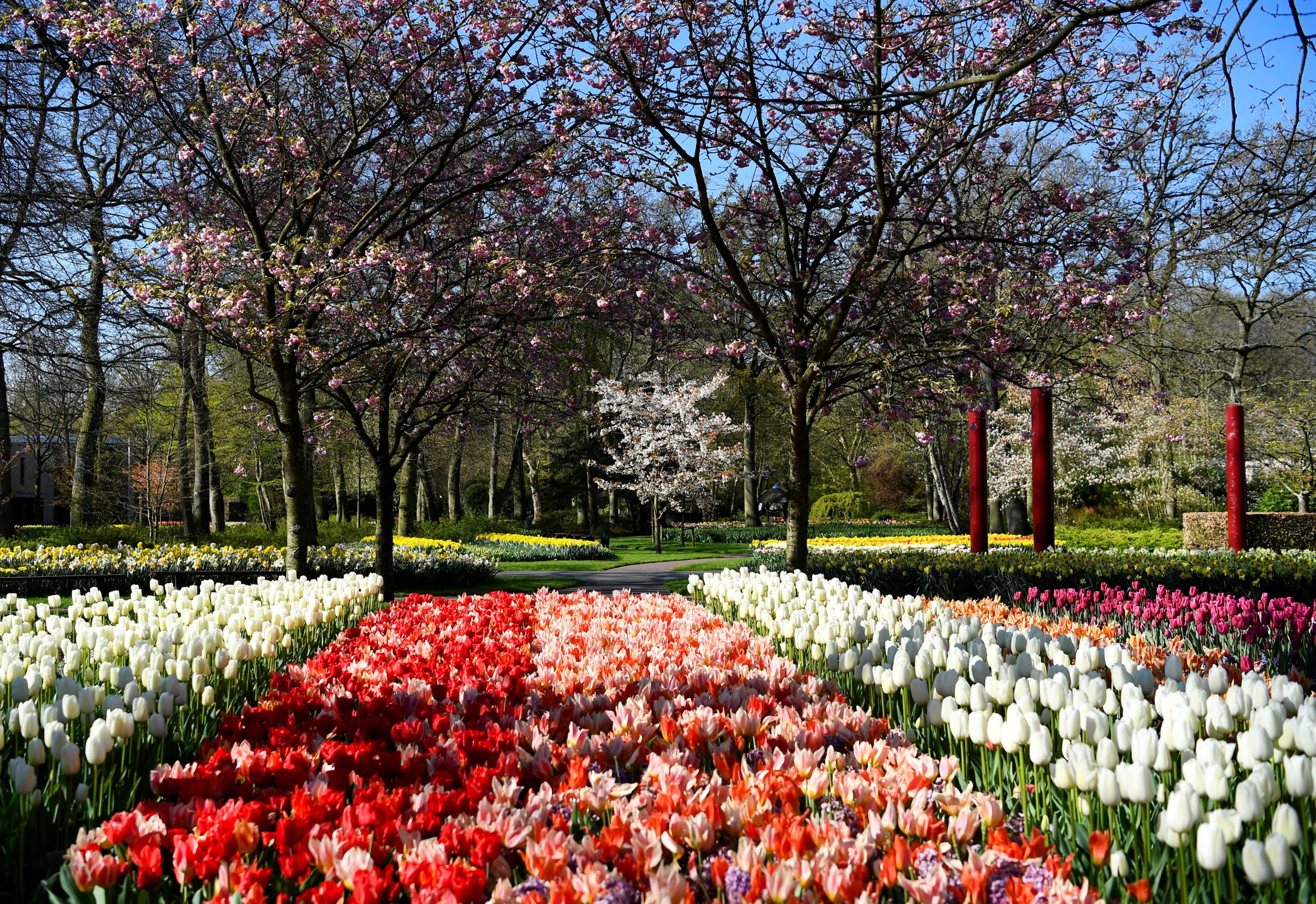 Tulipanes en el jardín Keukenhof, en Lisse (Reuters).