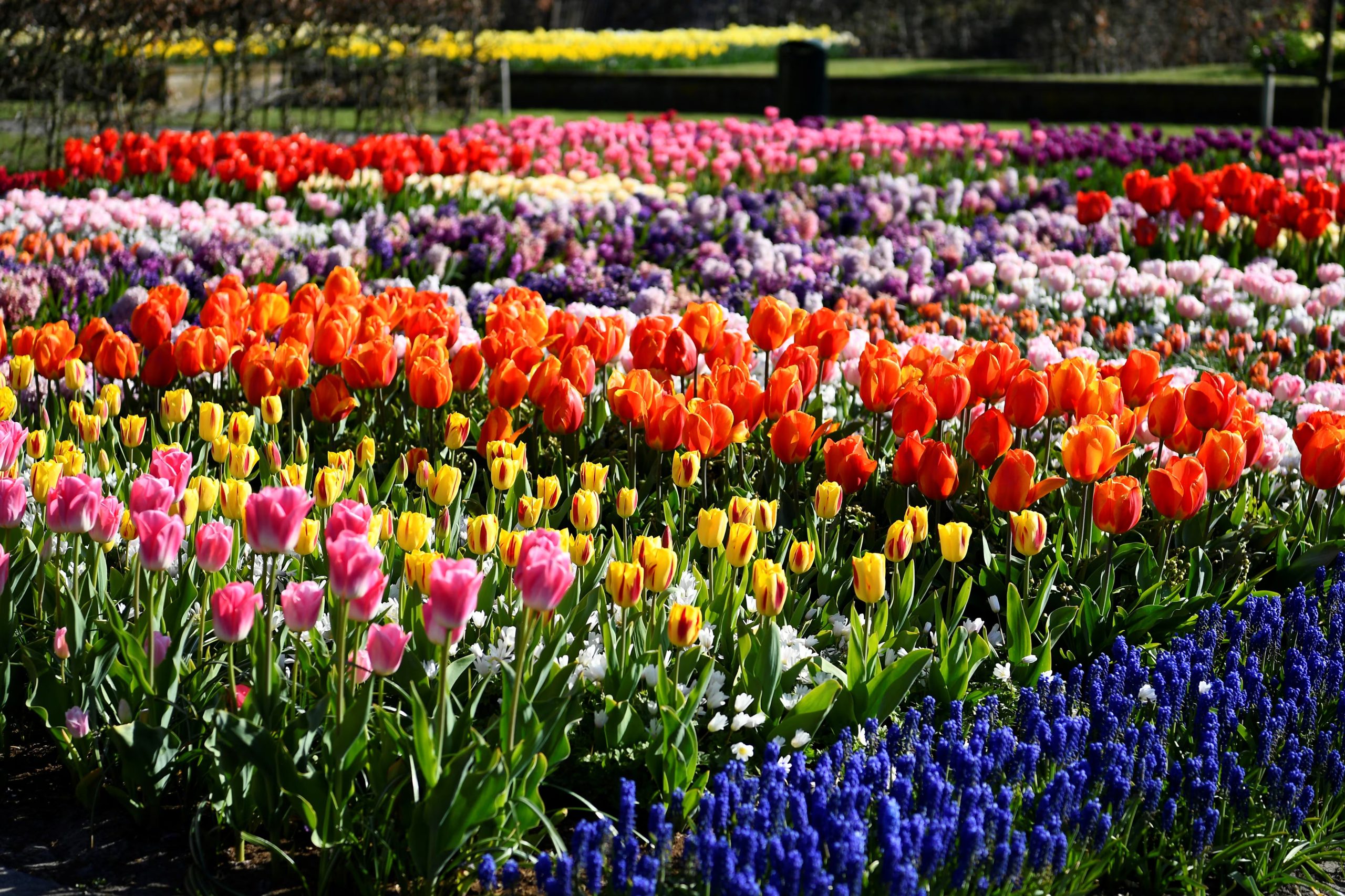 Tulipanes en el jardín Keukenhof, en Lisse (Reuters).