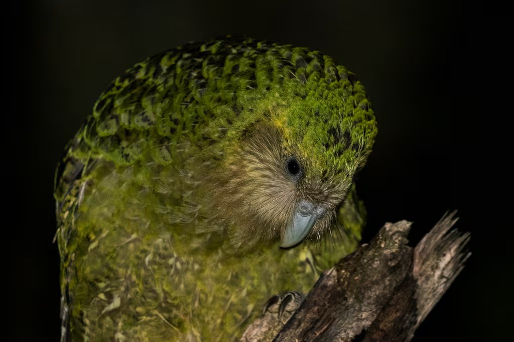 Ejemplar de kakapo. (Oscar Thomas/iNaturalist CC BY-NC-ND 4.0)
