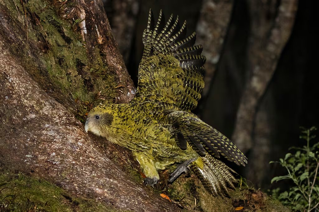 Ejemplar de kakapo. (Oscar Thomas/iNaturalist CC BY-NC-ND 4.0)