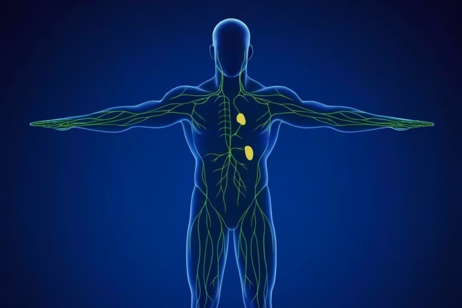 Hasta el 90% del pigmento de los tatuajes puede migrar hacia los ganglios linfáticos y órganos internos como el hígado y el bazo (Imagen Ilustrativa Infobae)