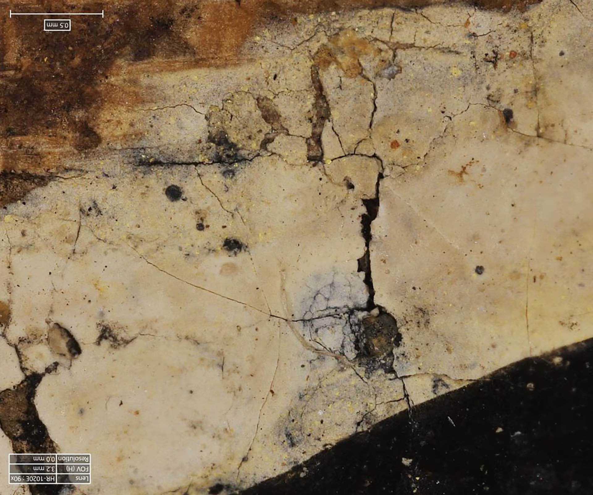 Un detalle del dorso del chacal, ampliado 90 veces, muestra cómo la pintura blanca recubre el color negro del cuerpo del animal. Foto cortesía del Museo Fitzwilliam de la Universidad de Cambridge