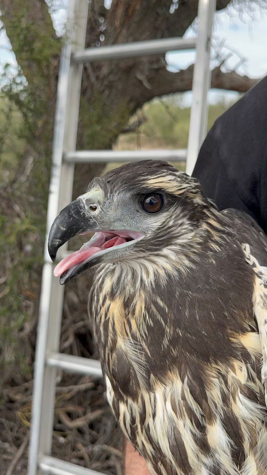 Gracias a la cámara, cualquier persona podía observar en tiempo real la intimidad de esta familia de águilas que habita el oeste pampeano