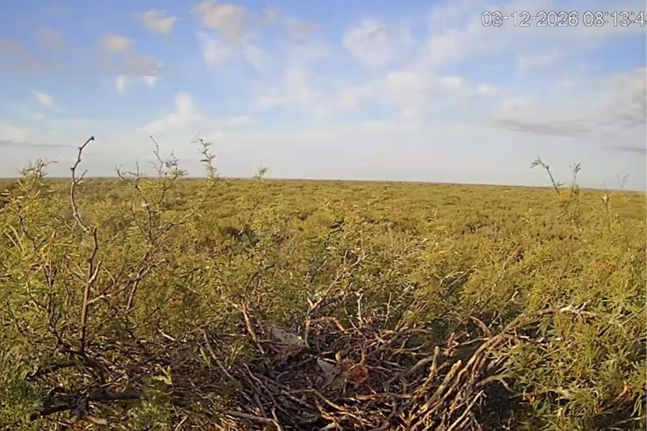 El águila coronada (Buteogallus coronatus) está catalogada como especie en peligro de extinción