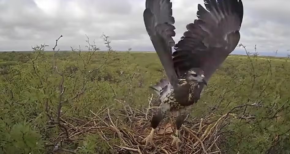 Para lograr la transmisión en vivo, el equipo debió realizar un complejo operativo