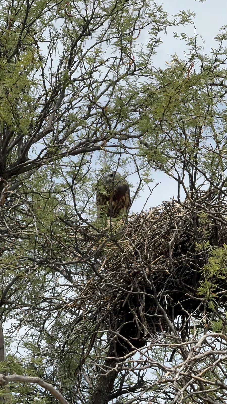 creó una comunidad internacional de espectadores que siguieron durante semanas cada momento de la vida de