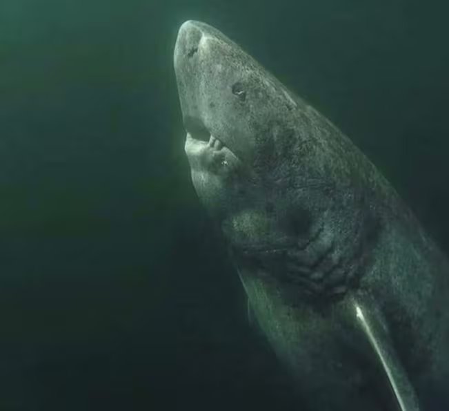 La retina del tiburón de Groenlandia conserva su funcionalidad durante siglos gracias a mecanismos únicos de reparación del ADN
 (Foto: X - @awkwardgoogle).