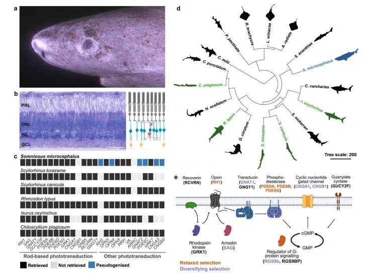 El descubrimiento sobre la retina del tiburón podría inspirar terapias para preservar la visión humana frente al envejecimiento (Nature)
