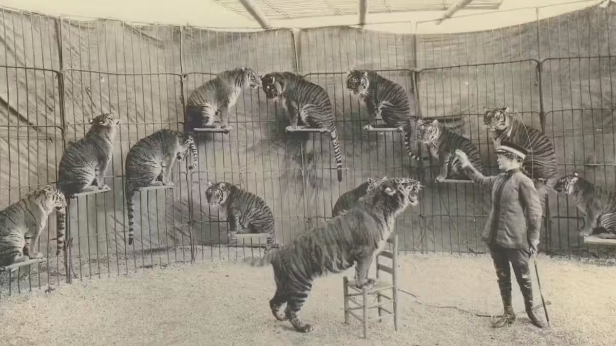 Mabel Stark pudo trabajar con 12 tigres en una misma jaula. (Estudios Cinema Libre)