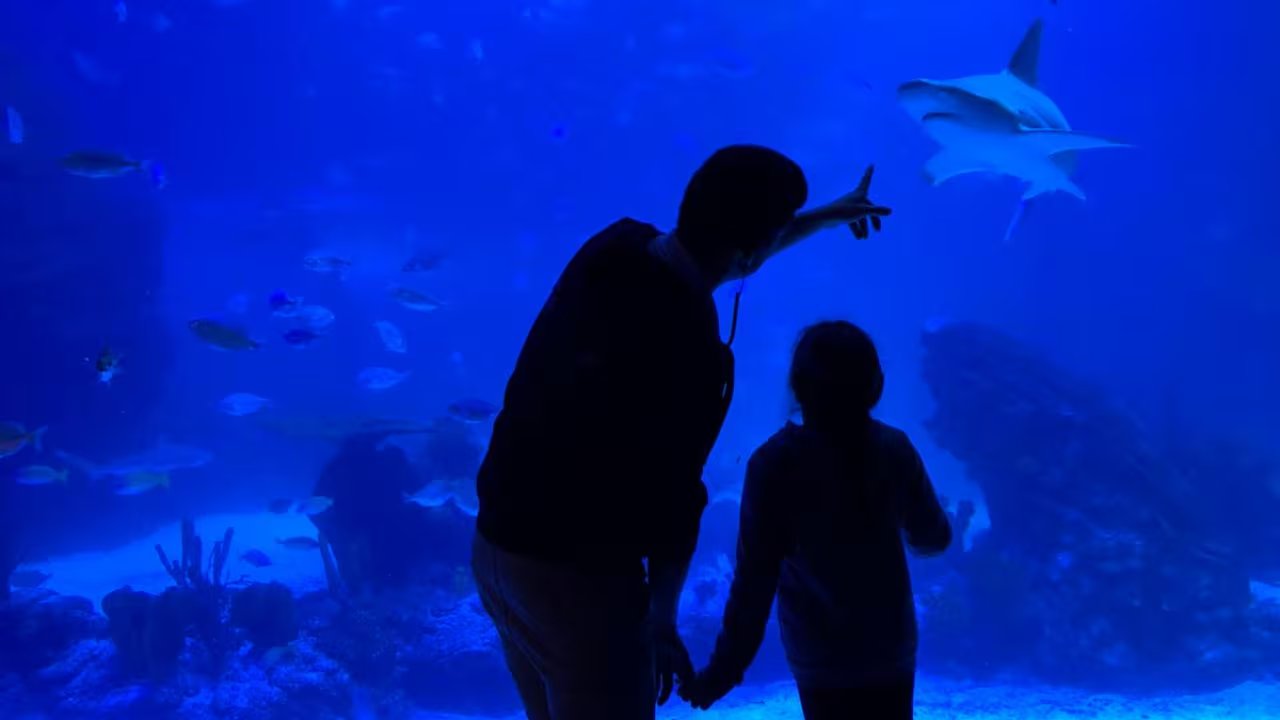 El biólogo Éric de la Riva divulgando sobre tiburones como parte de su trabajo en un acuario. (Cedida)