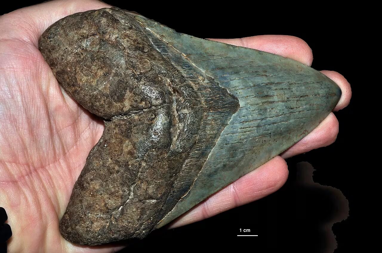 Diente de un megalodón. (Géry Parent/Wikimedia Commons)