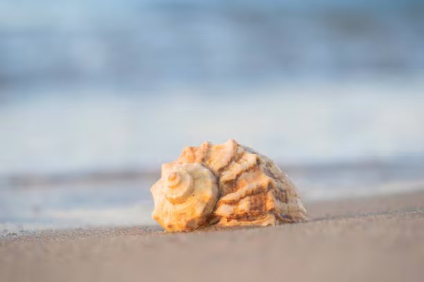 Estos elementos sirven como refugio y hábitat para diversas especies marinas.. Foto: (iStock)