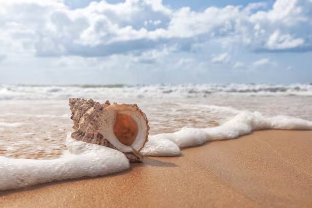 Existen alternativas sostenibles, como fotografiar o apreciar las conchas en su entorno natural. Foto: (iStock)