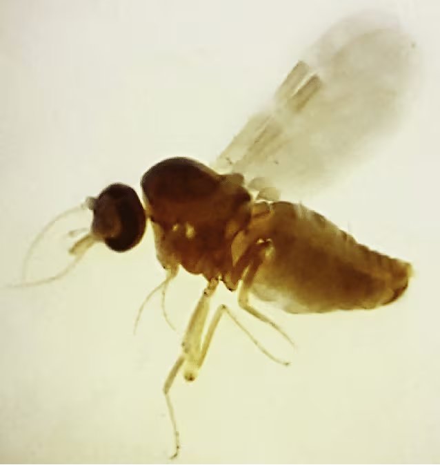 El principal vector del virus Oropouche es el jején Culicoides paraensis/Archivo Maria Luiza Felippe-Bauer, Instituto Oswaldo Cruz, Rio de Janeiro, RJ, Brazil