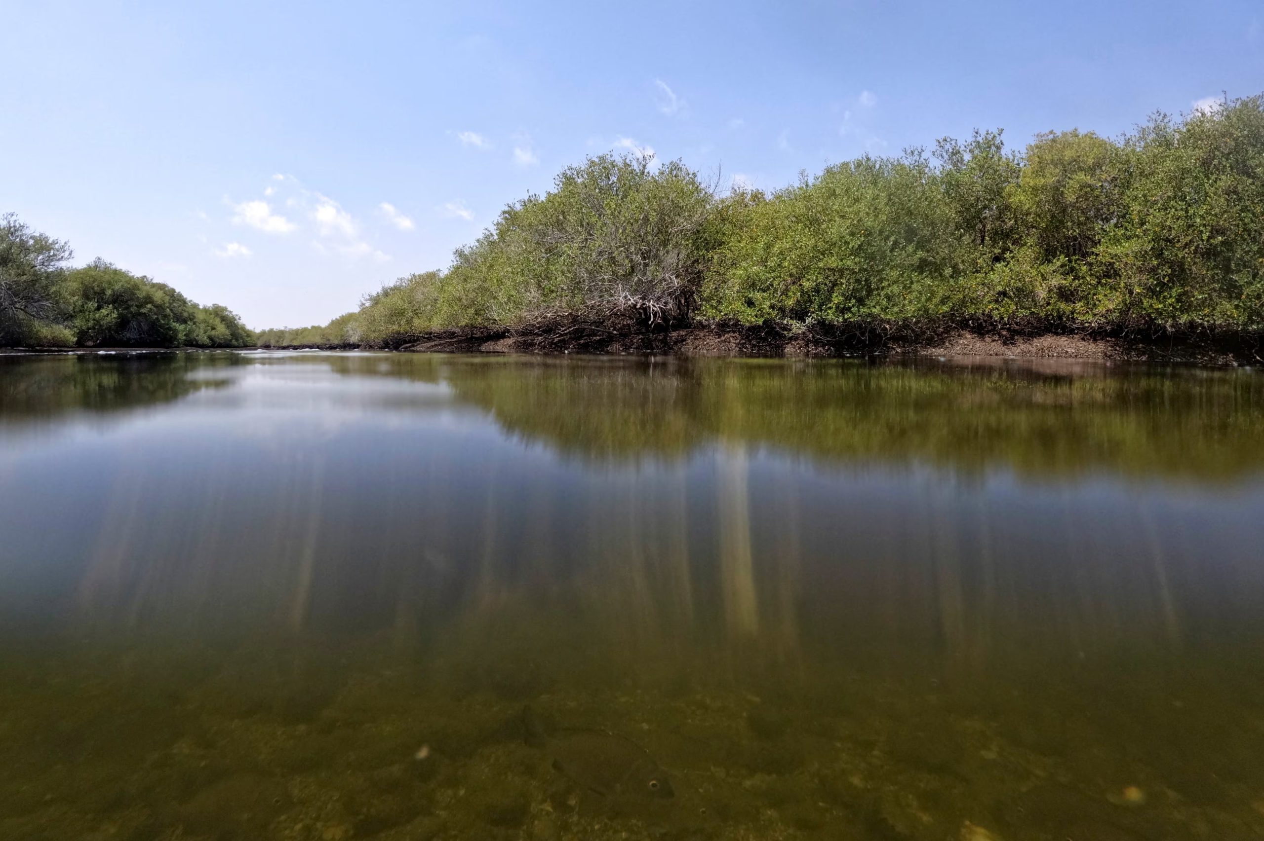 Los manglares tropicales ya experimentan condiciones extremas de baja concentración de oxígeno y altos niveles de dióxido de carbono (REUTERS/Amr Alfiky)
