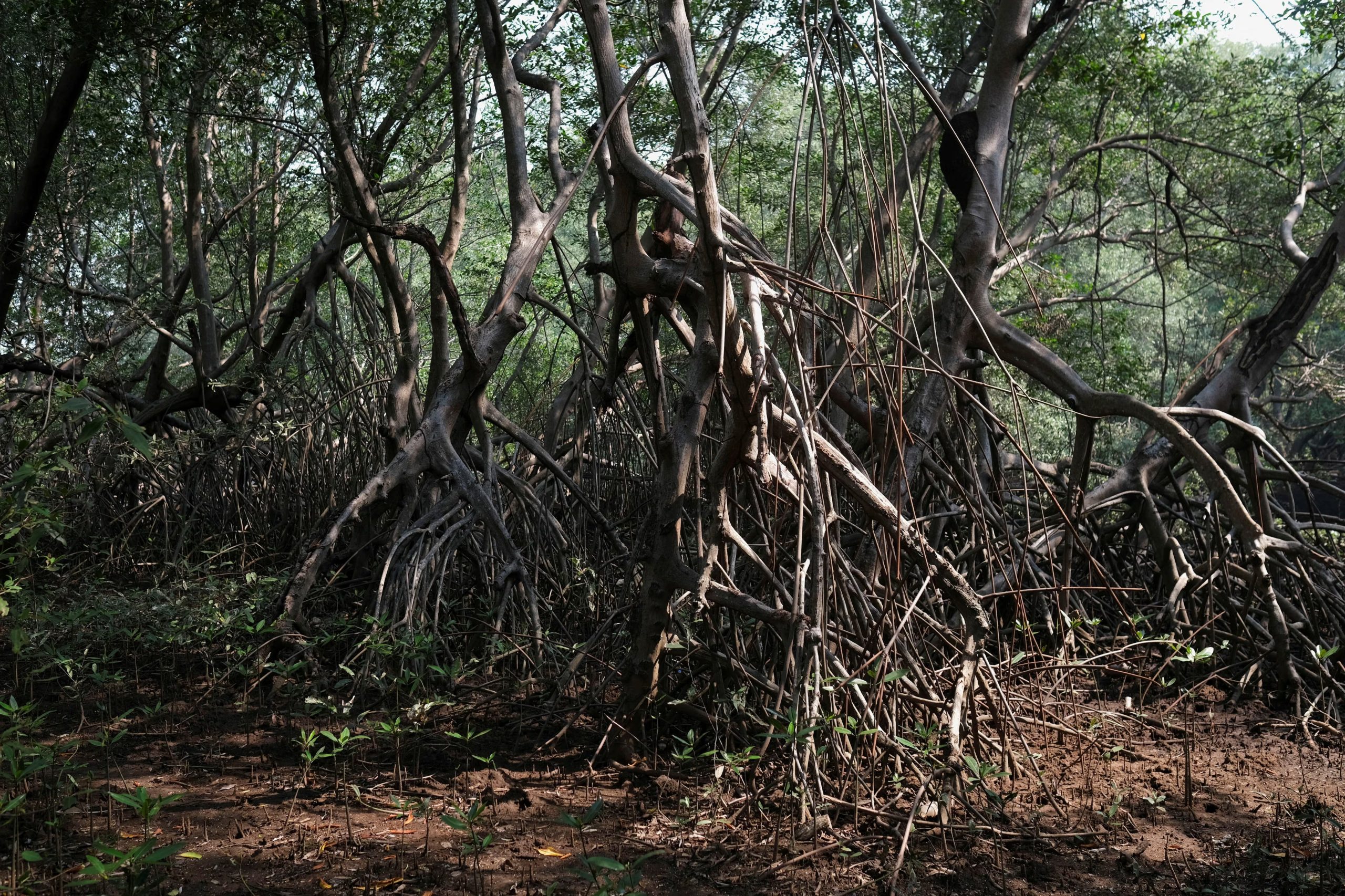 La degradación de los manglares amenaza la biodiversidad, la seguridad alimentaria y la capacidad de mitigación climática de estos ecosistemas (REUTERS/Jose Cabezas)