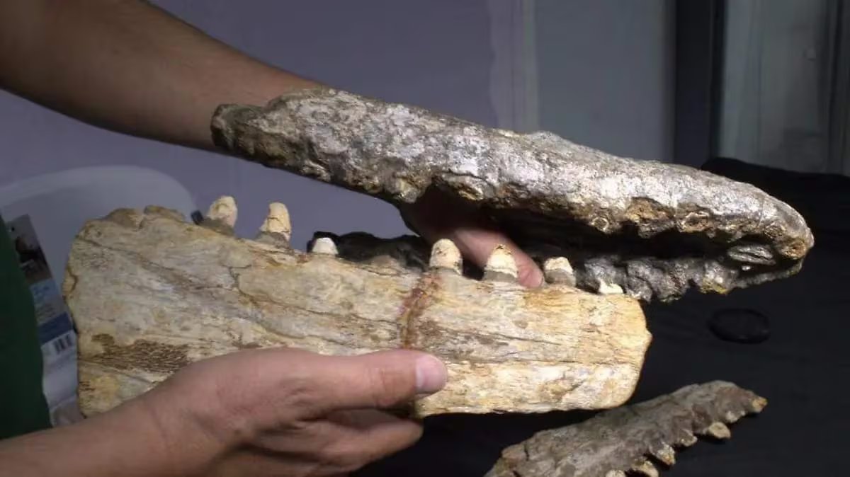 Prognathodon cipactli: el depredador marino del Cretácico descubierto en el noreste mexicano. Foto: (Museo del Desierto)
