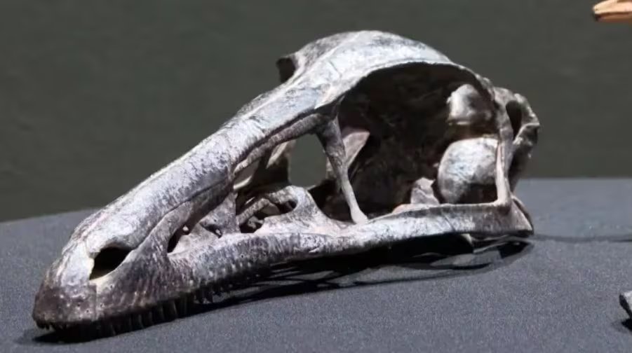 Nuevo fósil marino revela cómo cazaban los antiguos dueños de los océanos. Foto: (Redes sociales)